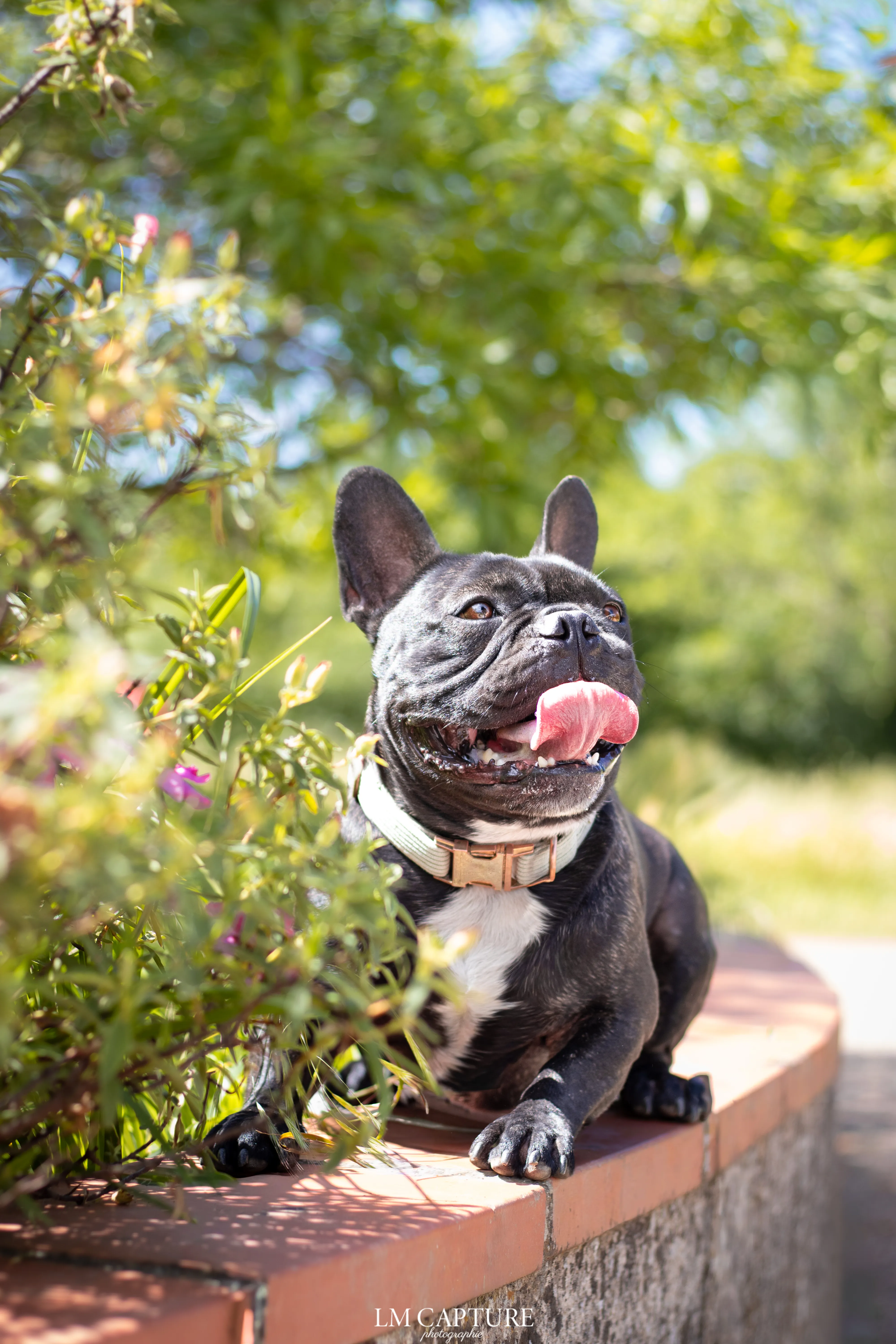 Portrait canin